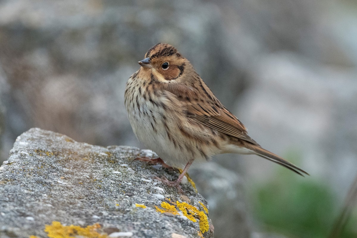 Little Bunting - Michael Gerber