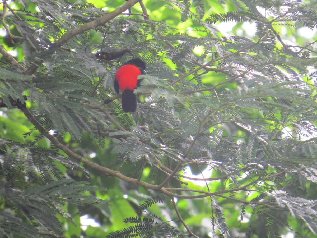 Scarlet-rumped Tanager (Passerini's) - ML37903731