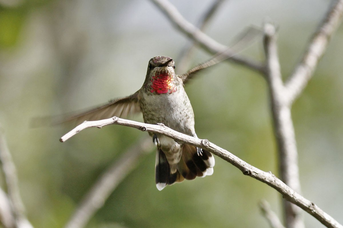 Anna's Hummingbird - Leslie Linehan