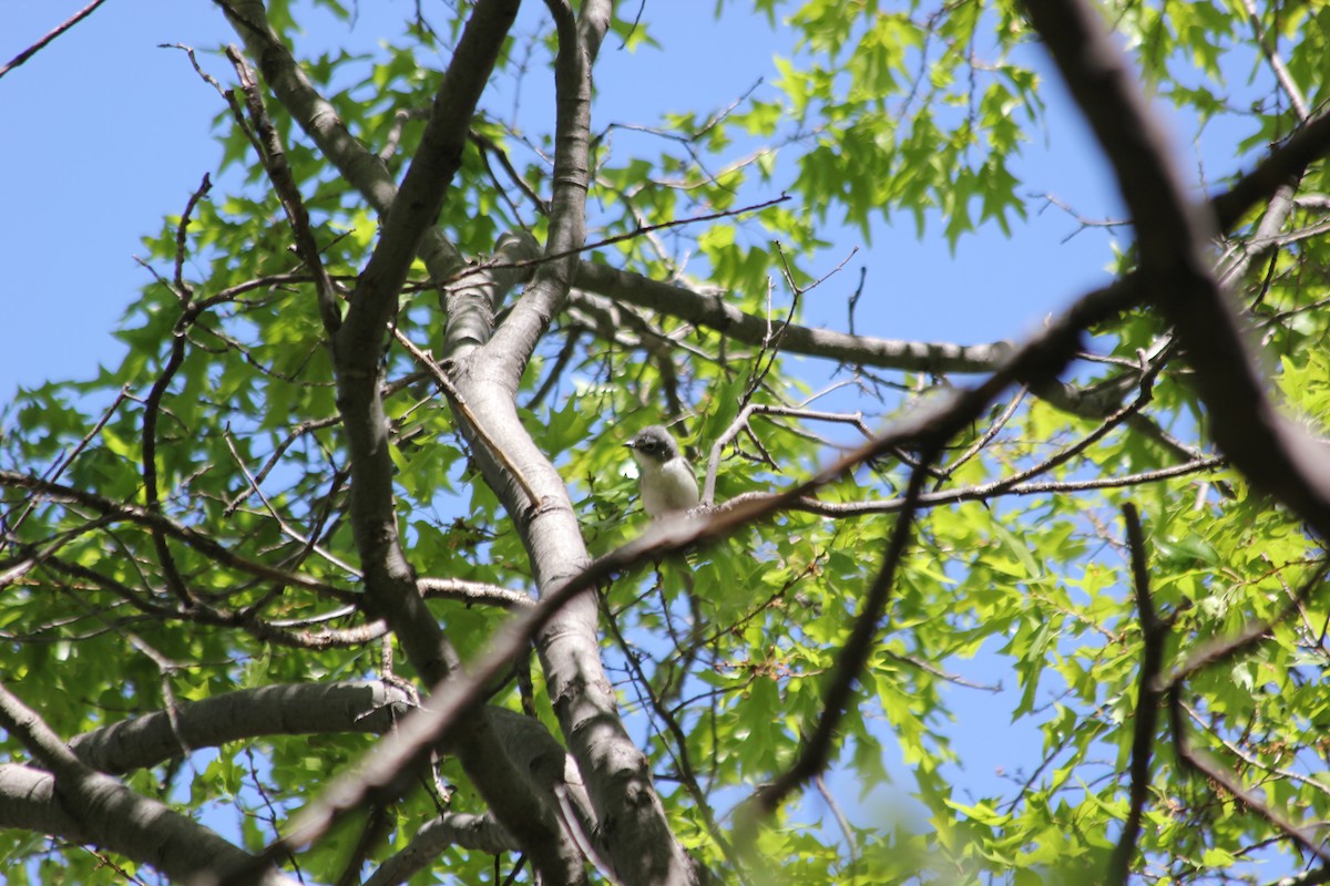 Plumbeous Vireo - ML379041701