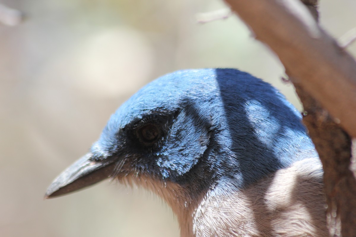 Mexican Jay - ML379042051