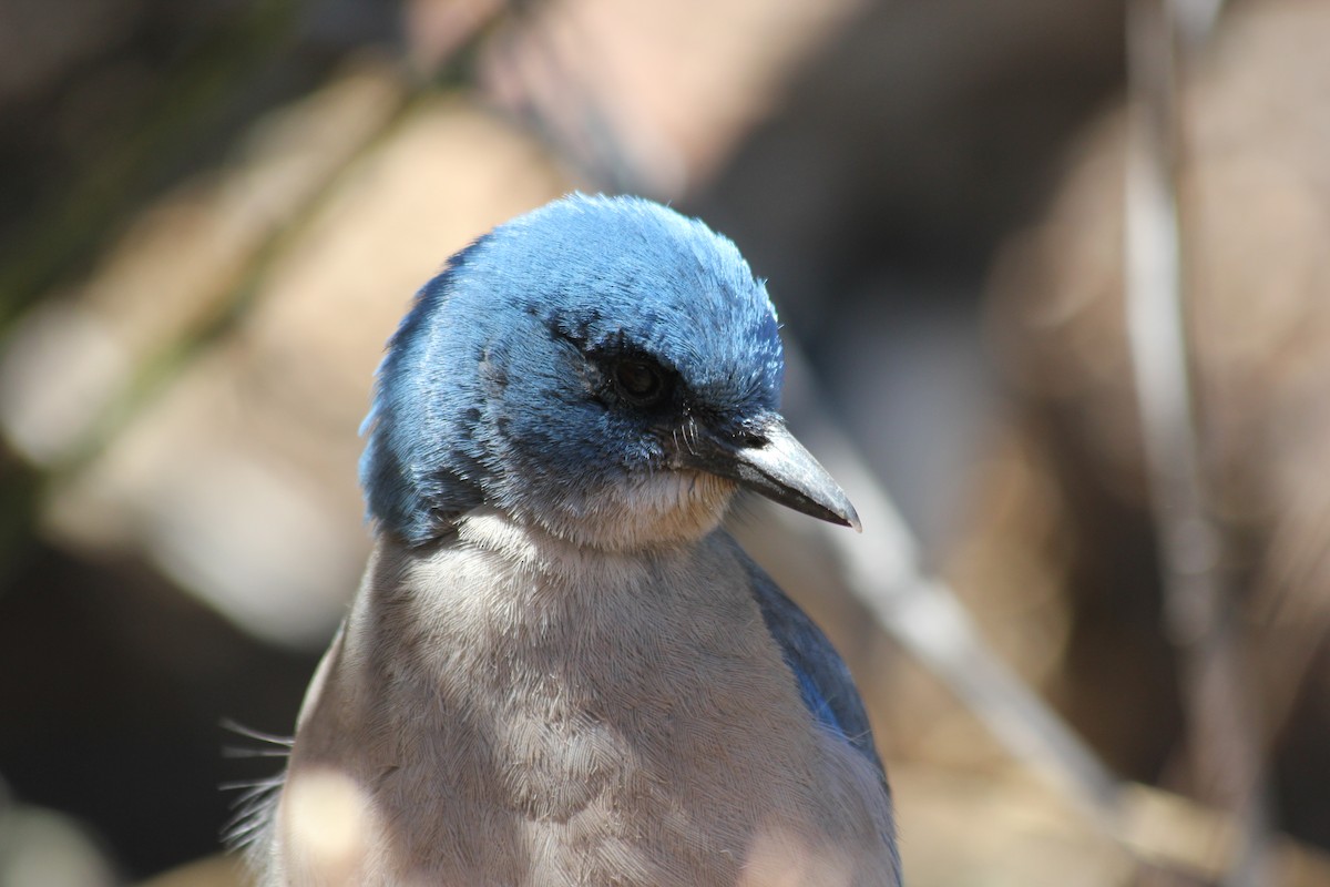 Mexican Jay - ML379042081