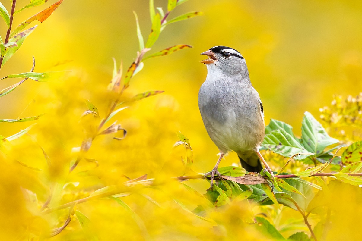 White-crowned Sparrow - Brad Imhoff