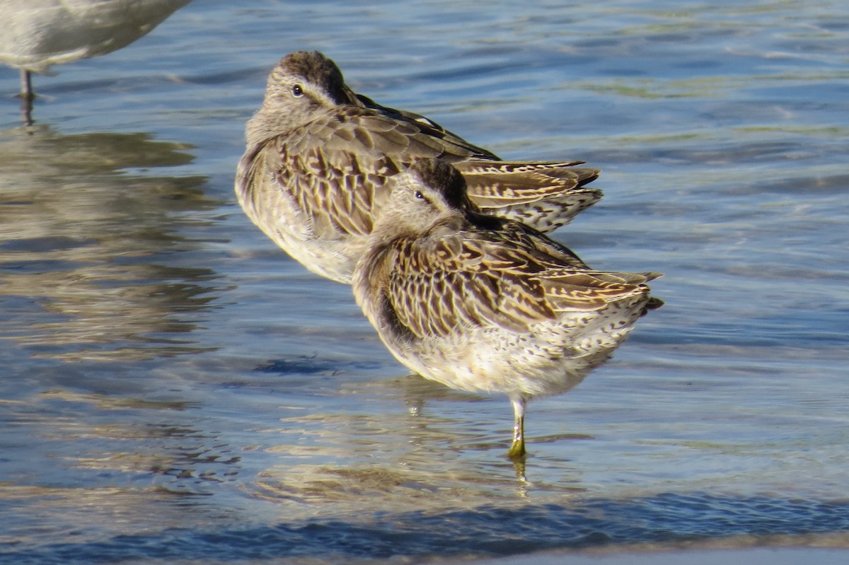 Short-billed Dowitcher - ML379043191