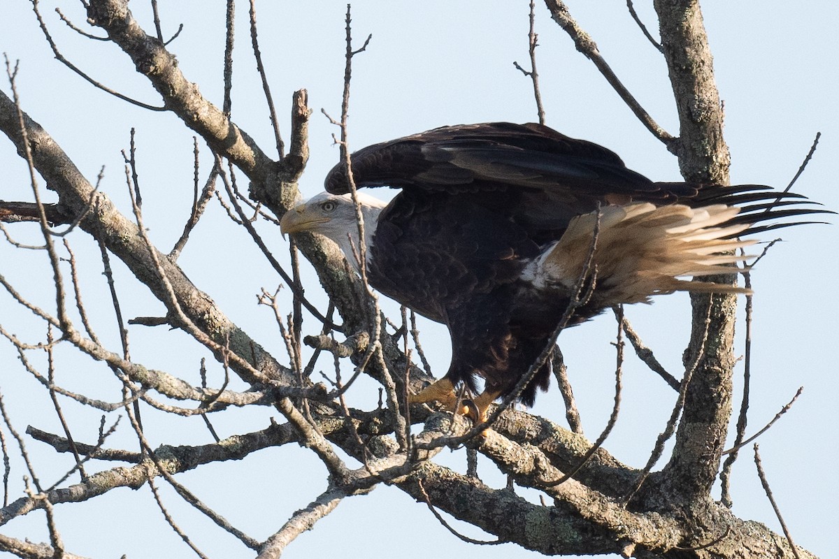 Bald Eagle - Barry Marsh