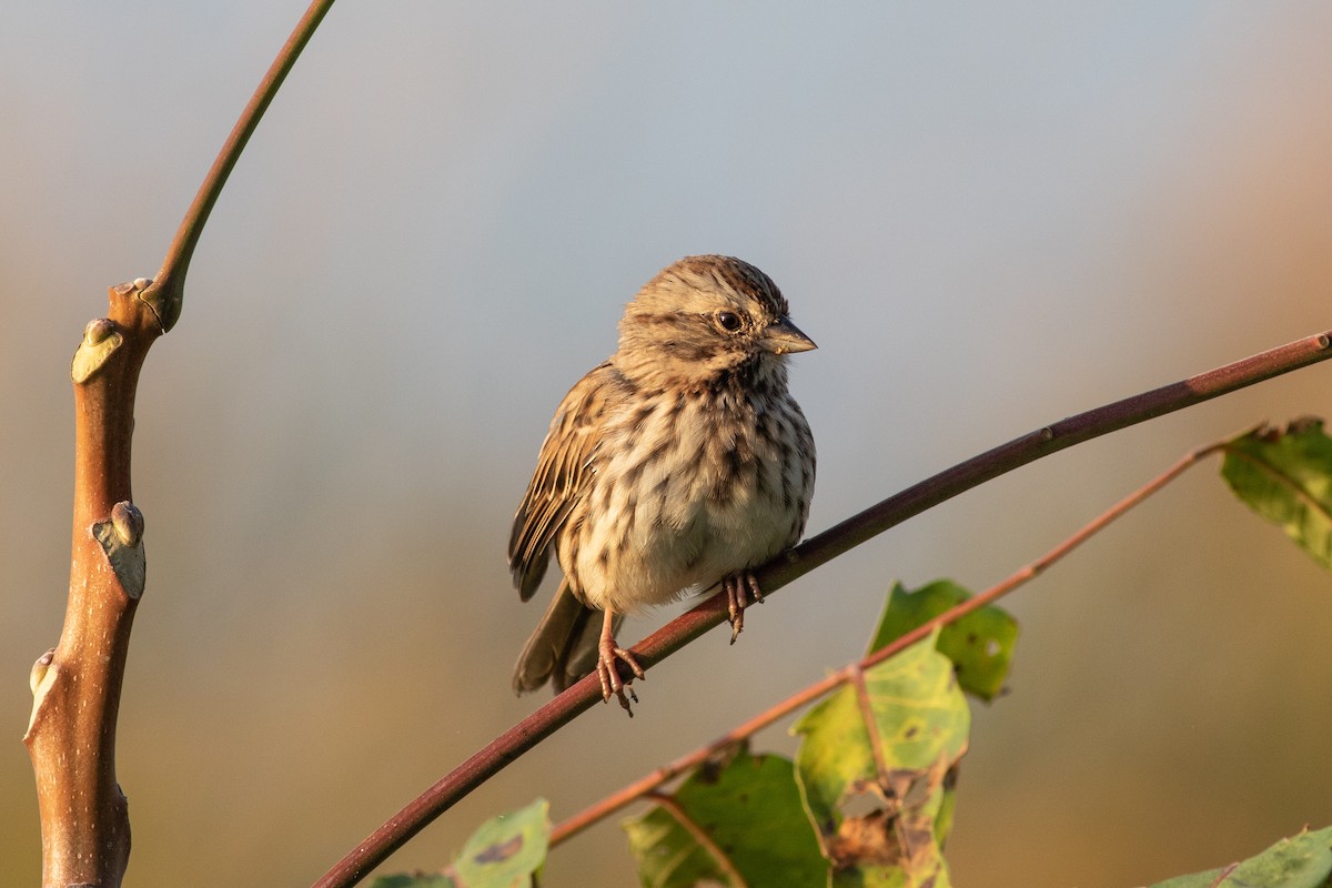 Song Sparrow - ML379046711