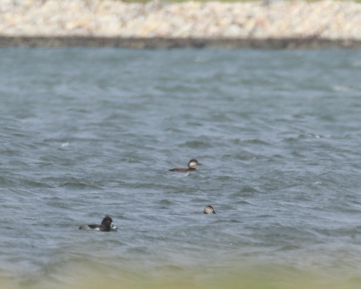 Black Scoter - David Lambeth