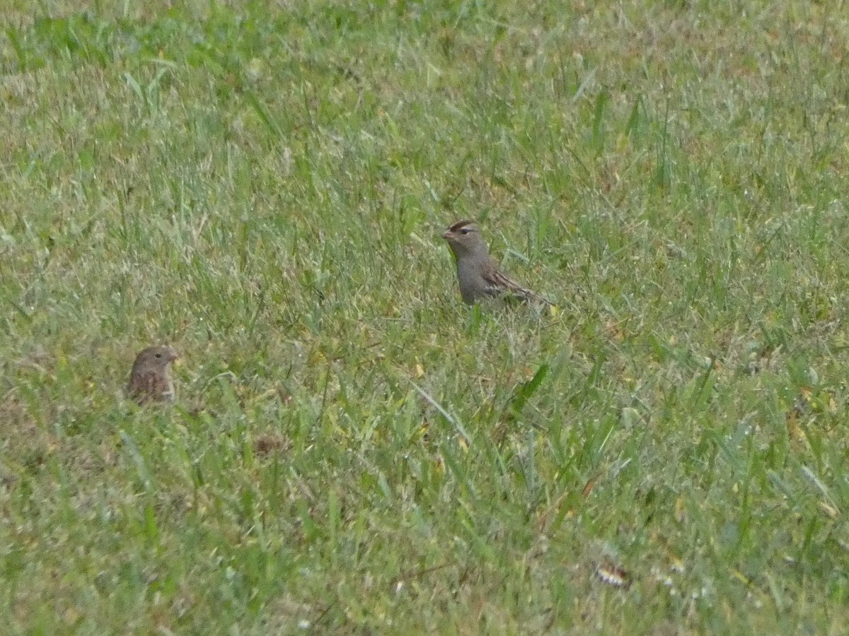 White-crowned Sparrow - ML379047021