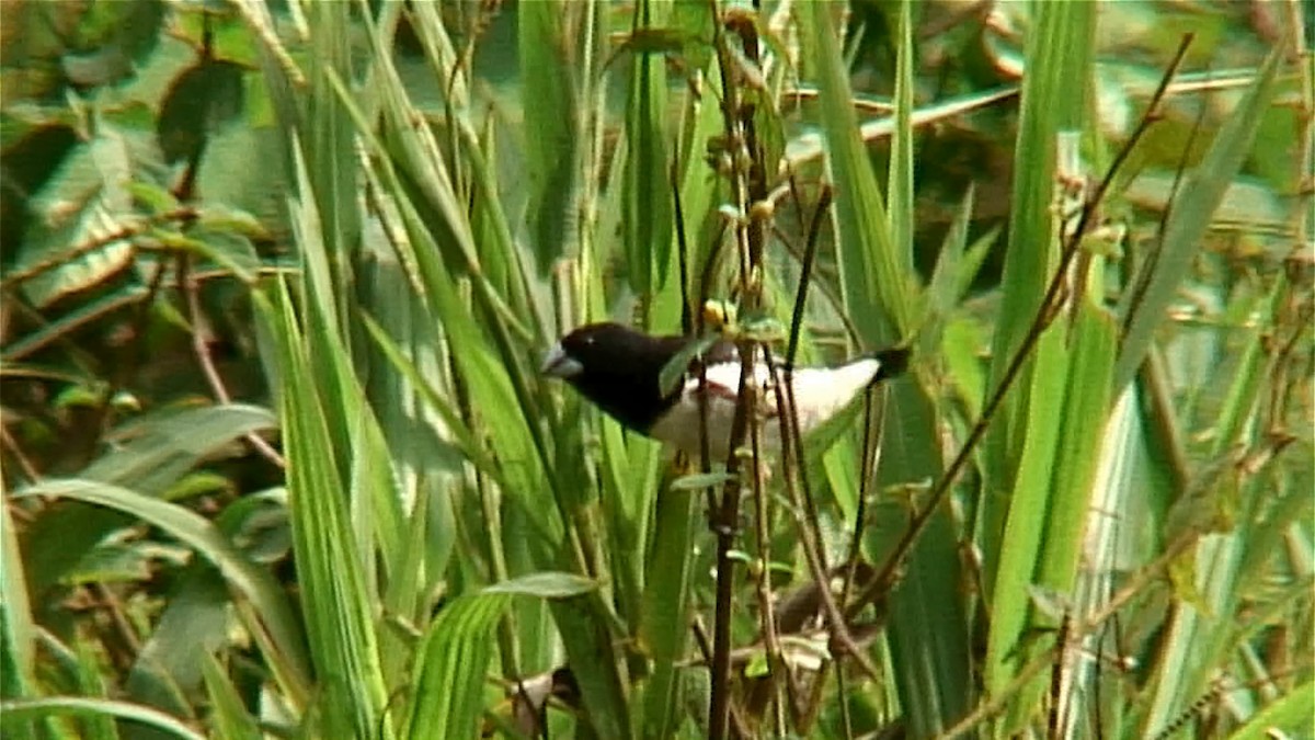 svartryggmannikin (bicolor/poensis) - ML379047231