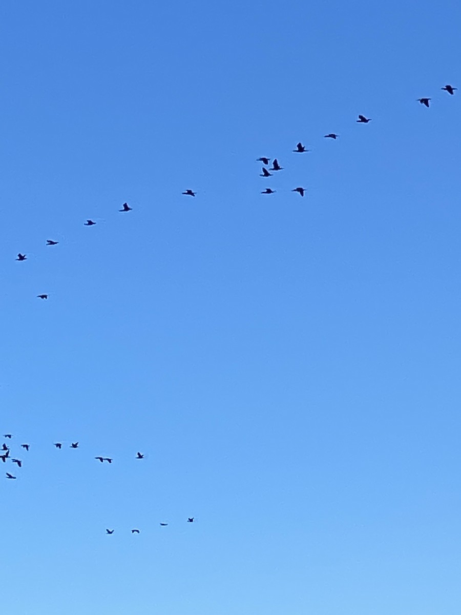 קורמורן אמריקני - ML379047301