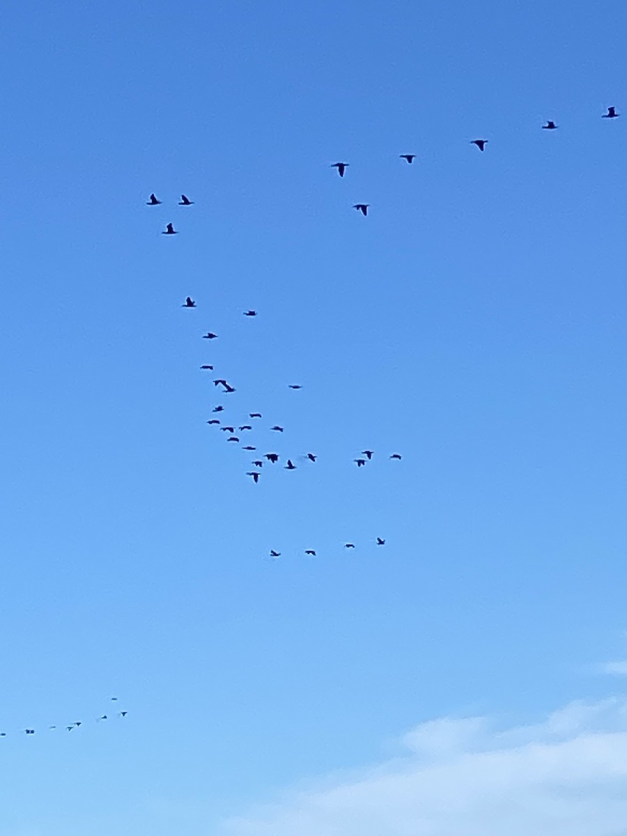 קורמורן אמריקני - ML379047321