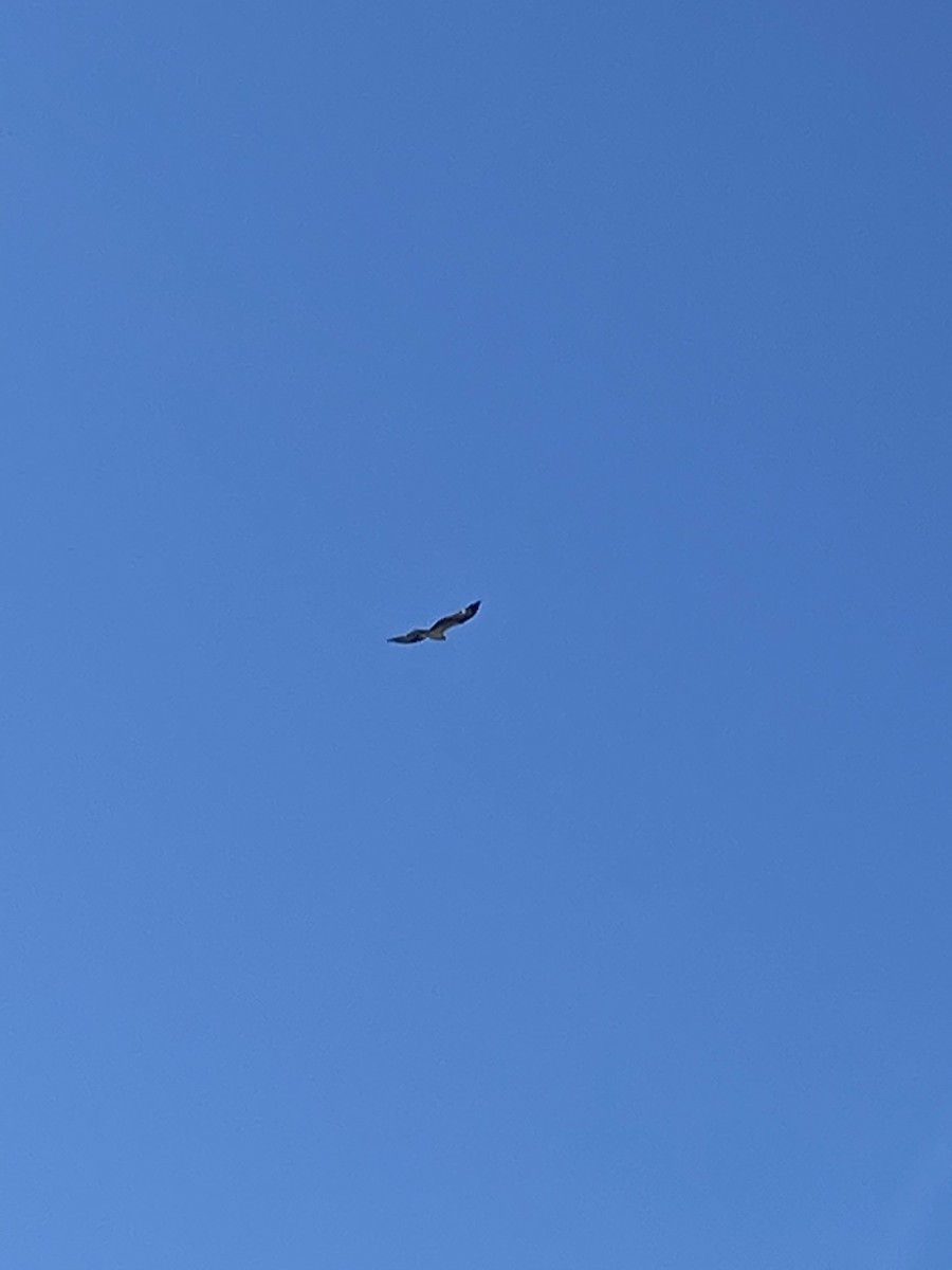 שלך - ML379047341