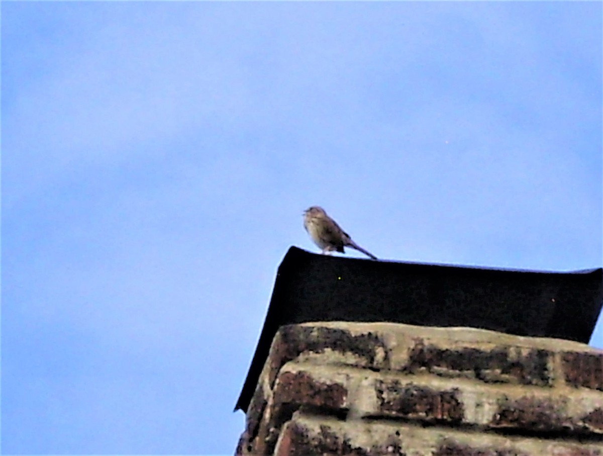 Song Sparrow - ML379047371