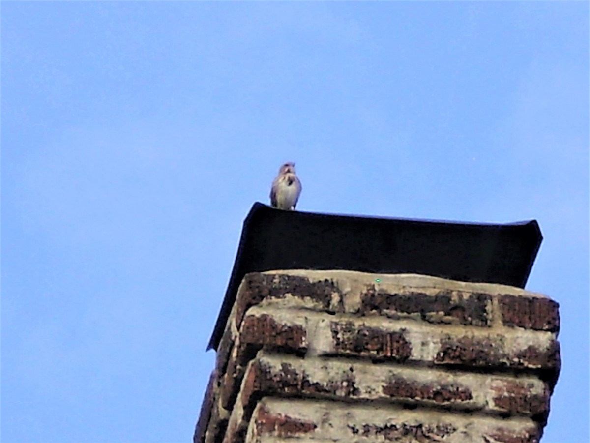 Song Sparrow - ML379047401