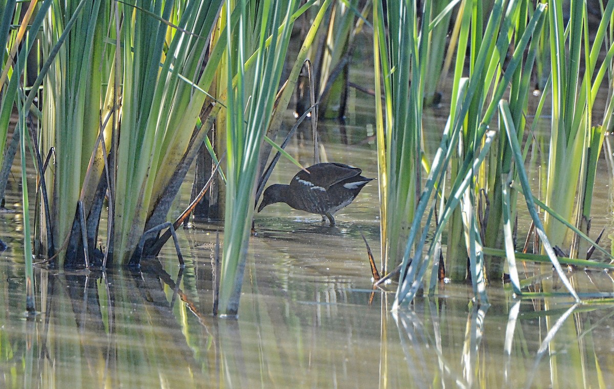 Common Gallinule - Douglas Hall