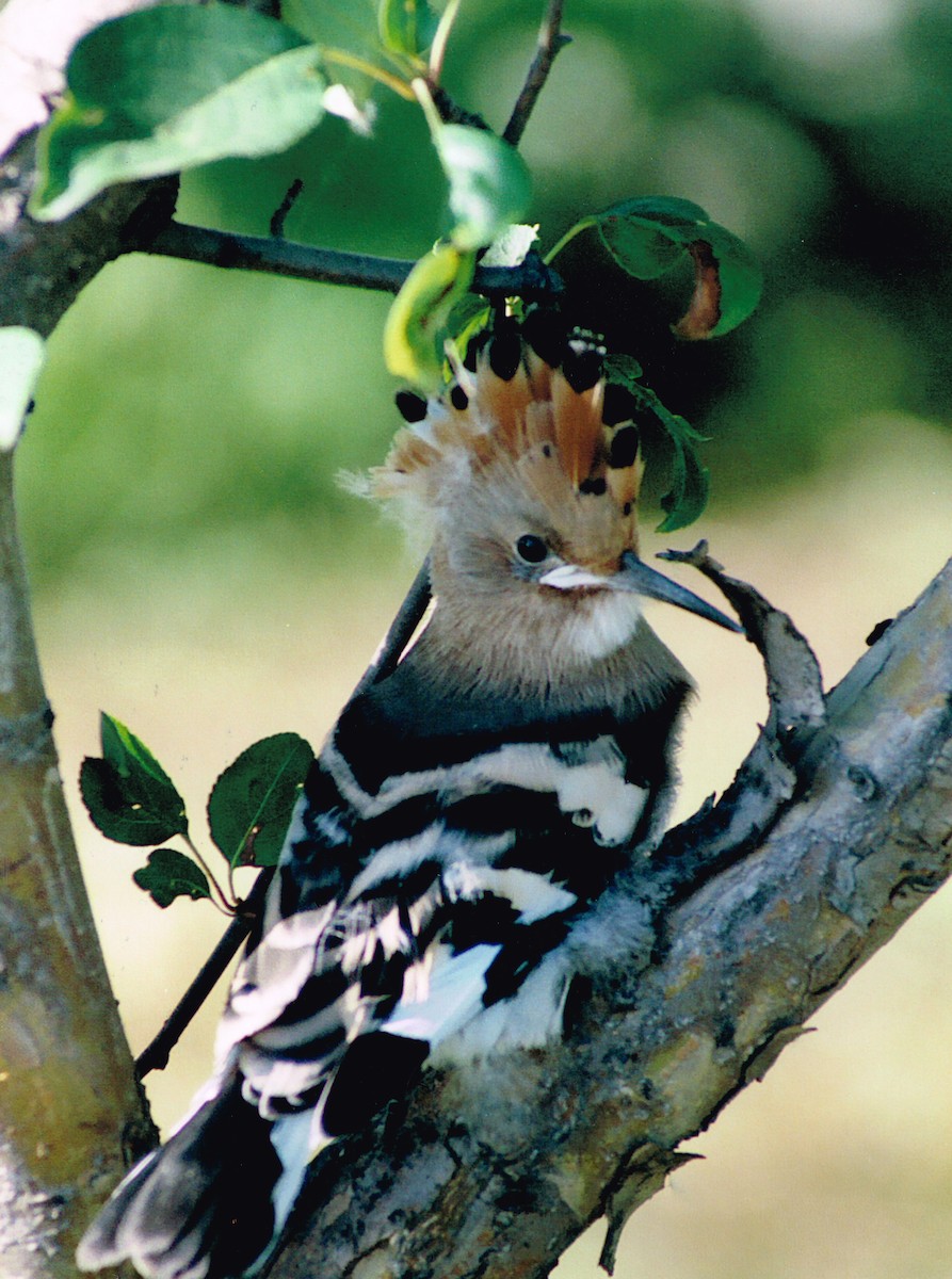 Eurasian Hoopoe - ML37904901