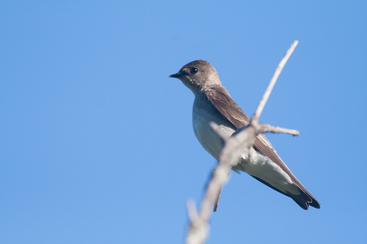 Northern Rough-winged Swallow - ML379049771