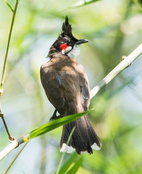 Red-whiskered Bulbul - ML379050691