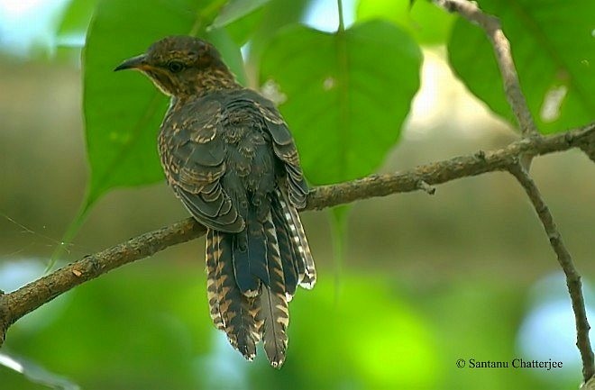 Plaintive Cuckoo - ML379050951