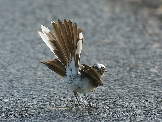 White-browed Fantail - ML379050981