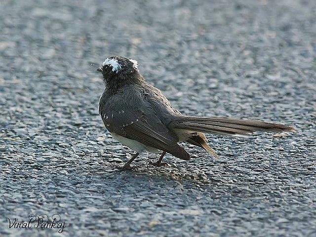 White-browed Fantail - ML379050991