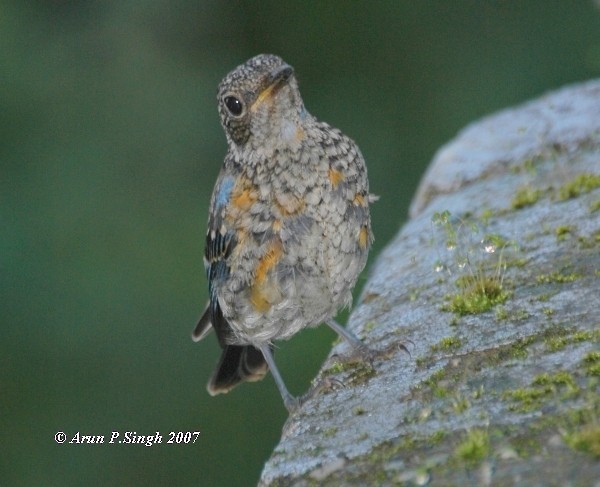 Blue-capped Rock-Thrush - ML379051221