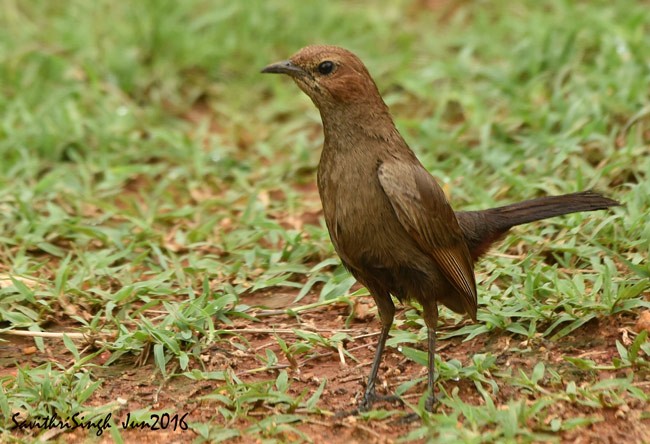 Indian Robin - ML379051751