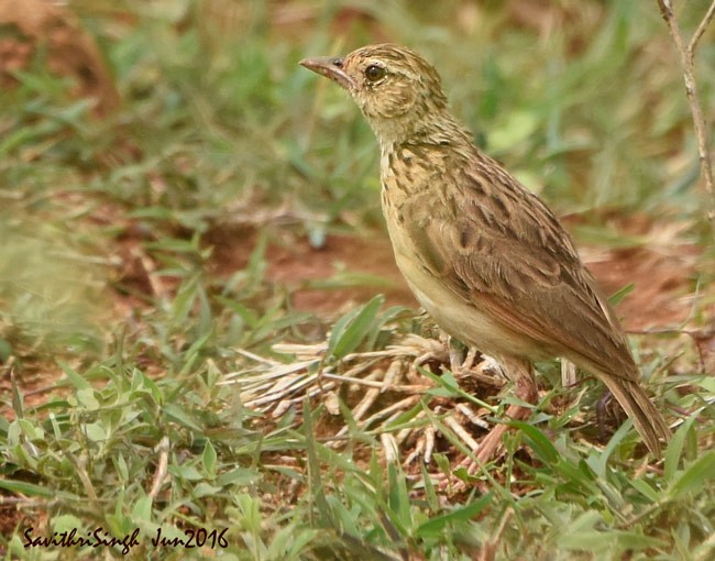 Jerdon's Bushlark - Savithri Singh