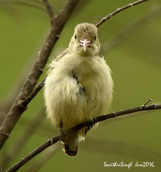 Pale-billed Flowerpecker - ML379051871