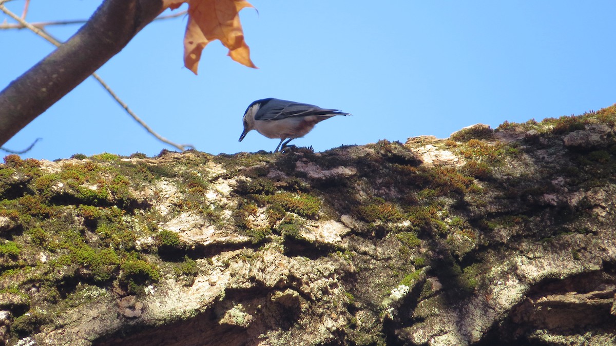 White-breasted Nuthatch - ML37905241