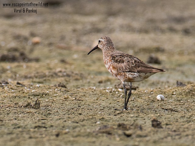 Curlew Sandpiper - ML379052561