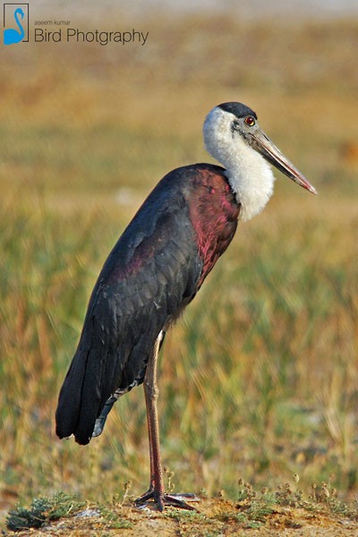ullhalsstork - ML379052711