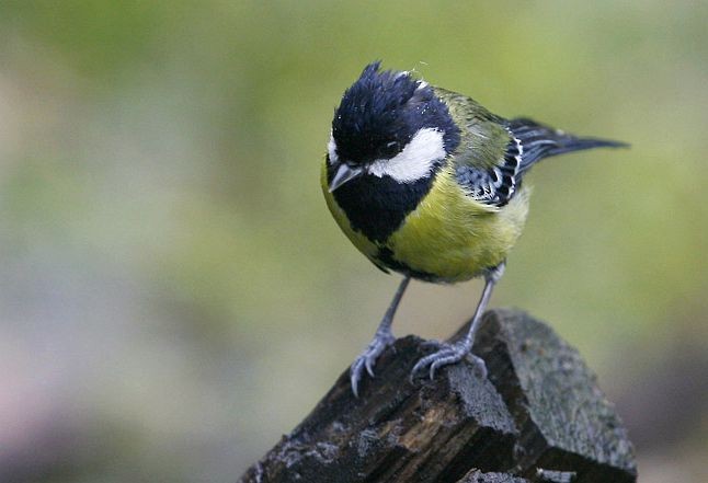 Green-backed Tit - ML379052771