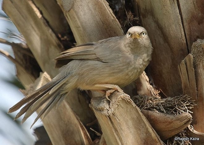 Jungle Babbler (Jungle) - ML379053471