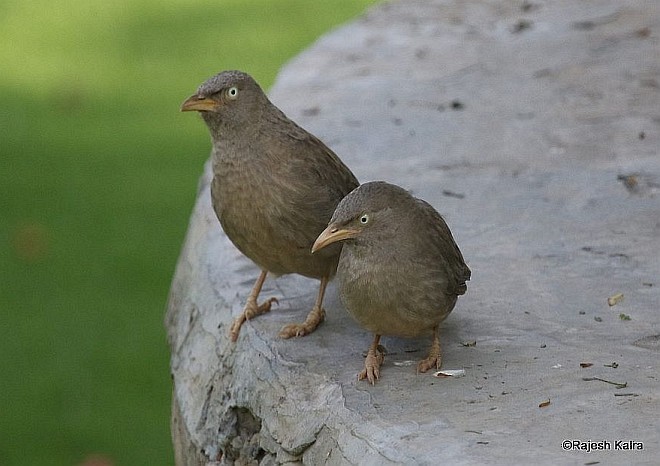 Jungle Babbler (Jungle) - ML379053481