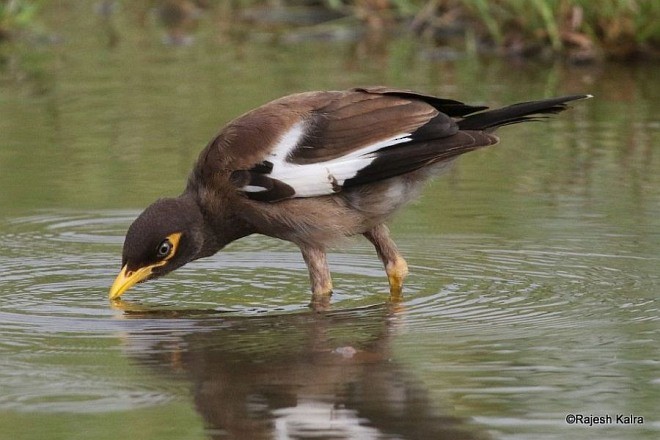 Тольт бор тодол - ML379053551