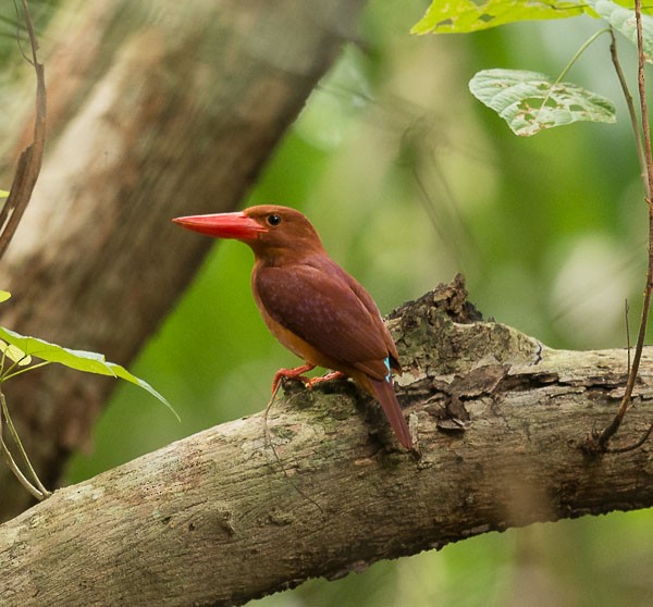 Ruddy Kingfisher - Simon van der Meulen