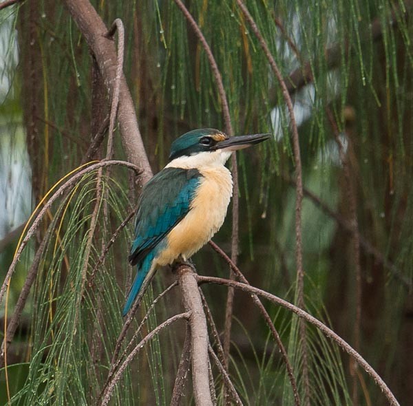 Sacred Kingfisher - ML379053621