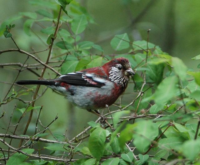 Three-banded Rosefinch - ML379054691