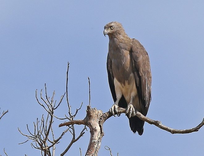 Braunschwanz-Seeadler - ML379055081