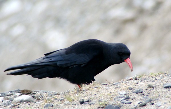 Chova Piquirroja (grupo pyrrhocorax) - ML379055391