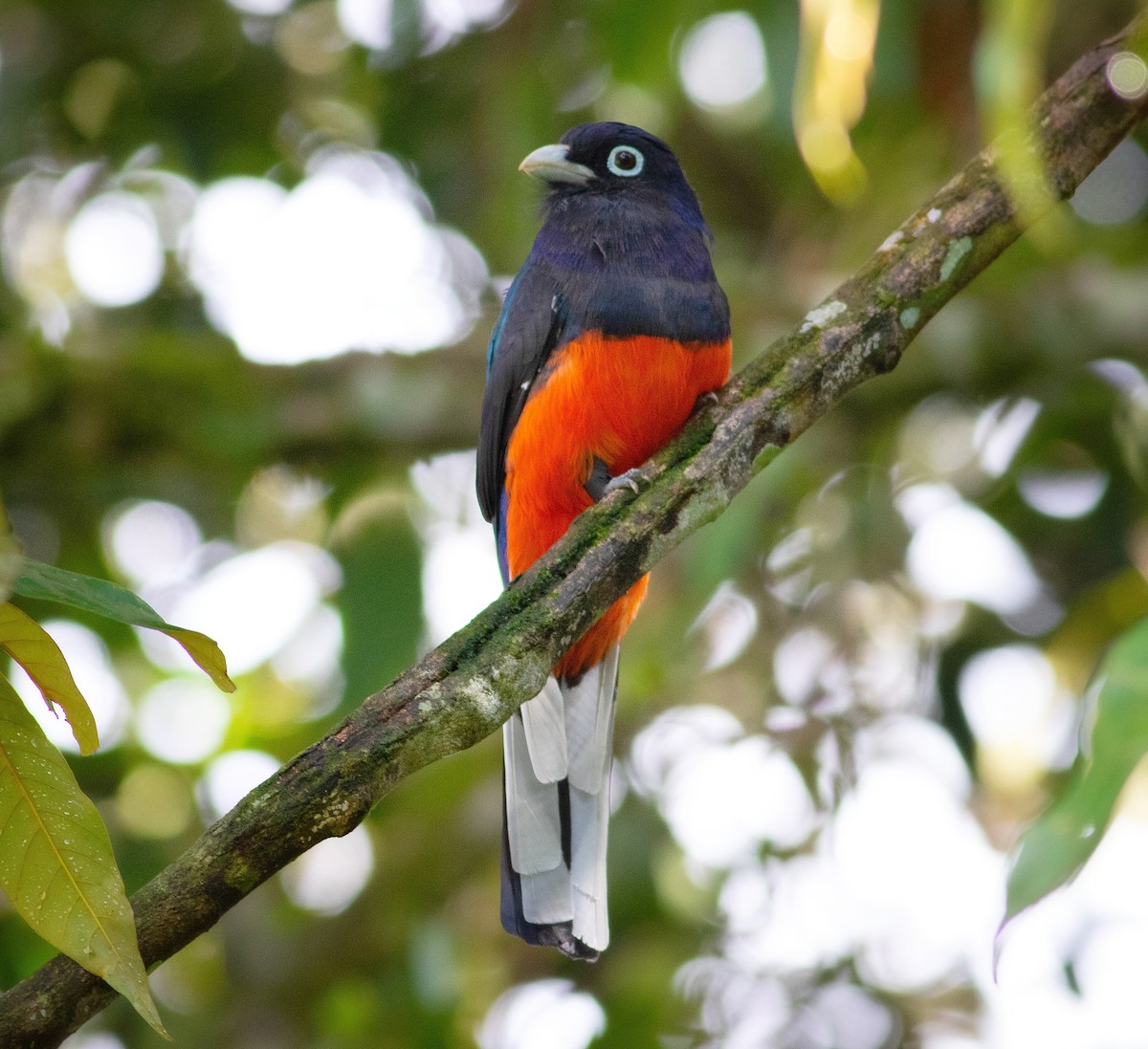 Baird's Trogon - ML379055601