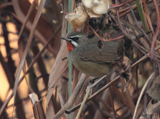 Calliope - ML379056081