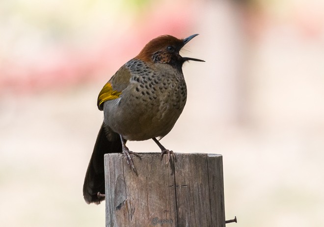 Chestnut-crowned Laughingthrush - ML379056381