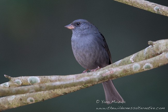 Gray Bunting - ML379056601