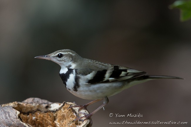 Forest Wagtail - ML379056621