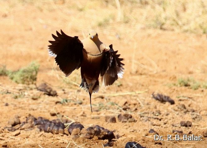 Chestnut-bellied Sandgrouse (Asian) - ML379056731