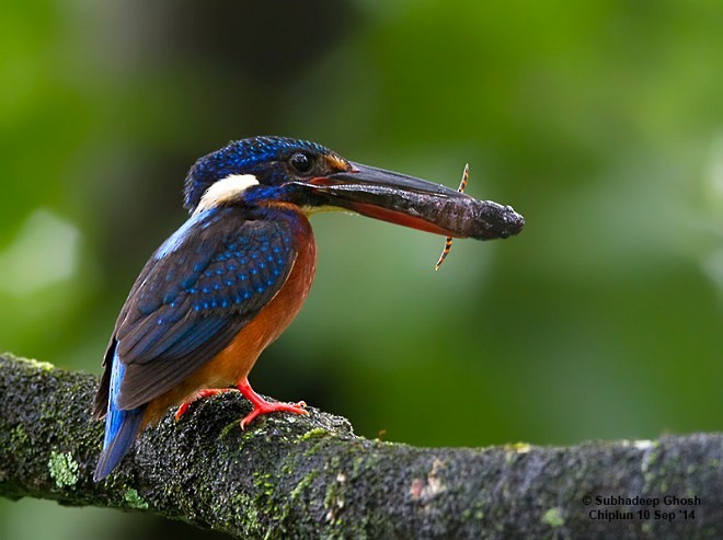 Blue-eared Kingfisher - ML379057411