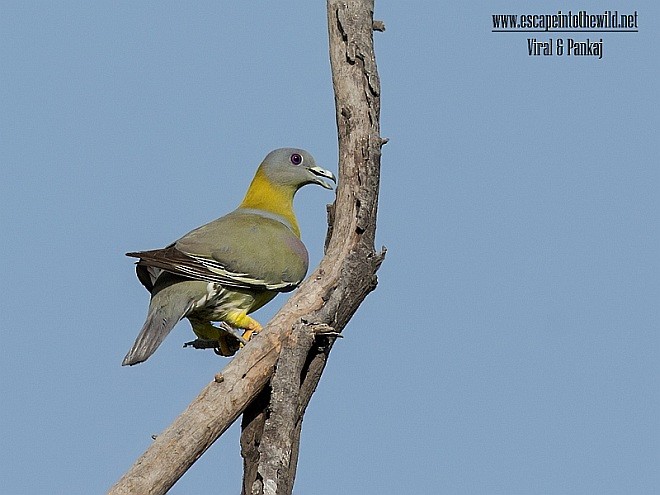 Yellow-footed Green-Pigeon - ML379058501