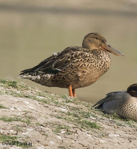 Northern Shoveler - ML379058721